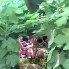 شتلات تين بروان تركي حبه كبير