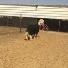 فحل نجدي كفو