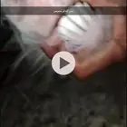 ماعز قزمي شيكي بيور