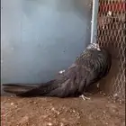 للبيع ذكر حمام نفاخ