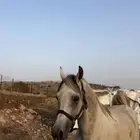 خيل شعبي