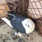 حمام