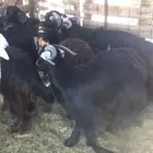 تيوس ثلاجه سمان مخاصي