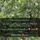 شتلات رمان سراة عبيده
