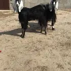 معزا عوارض
