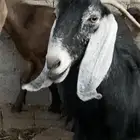 عنز حليب للبيع - تم البيع