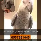 طير ساسكو مفقود