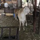 طلي سواكن جبر