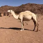للبيع ضريبه