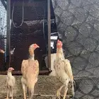 دجاج سندي