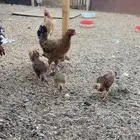 دجاجه مفرخه للبيع