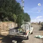 شتلات رمان جوف ال معمر
