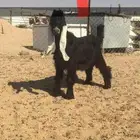 مشاريع فحول عوارض خصم