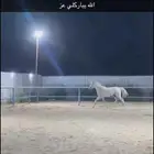 احصان جزيري للبيع