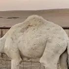 البيع القعود عمره 7 شهور