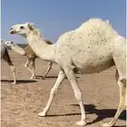 لقيه للبيع