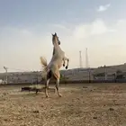 خيل حصان