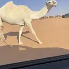 بكره وضحى حيسونيه