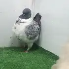 جوز مدينا مكتف فاخر