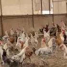 دجاج بلدي بشاير للبيع