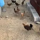 دجاج