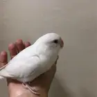 روز البينو عيون حمراء هدد السعر سوم الحد350