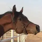 اسطبل خيل غرف بواديك للأجار