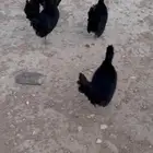 للبيع دجاج عربي مميز