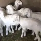 خرفان حريه للبيع الموقع غرب ضريه