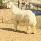 فحل حري مطور فاخر( تم اضافه صور جديده)
