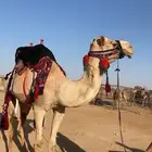 جمل حر للبيع