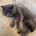 قط سكوتش ذكر للتبني