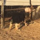 فحل نجدي صنف فاخر