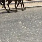 عشرا مبيوع ولدها علا جميع الشروط