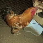 ديك بروما