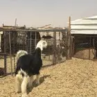 مشروع فحل نجدي صنف