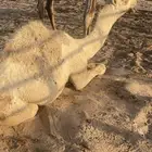 قعود حوار عمره 8 شهور فحل