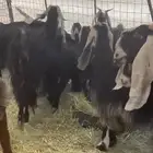 معزا عوارض