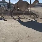 خلفه شقحى حدرها قعود وهديه