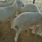 بهم حري شحم