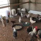 حمام ودجاج للبيع