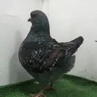 جوزين كنق مدينا