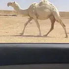 لبيع خلفات العدد ثلاث