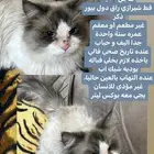 بسة للتبني