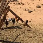 ديكه بلدي