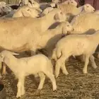 حريات متابيع