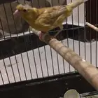 كناري