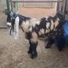 للبيع تيس لباني