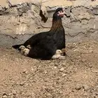 دجاجه مفرخه للبيع