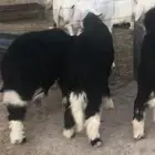 3 نجد فيهن رخلين وخروف 4-5 شهور طيبات